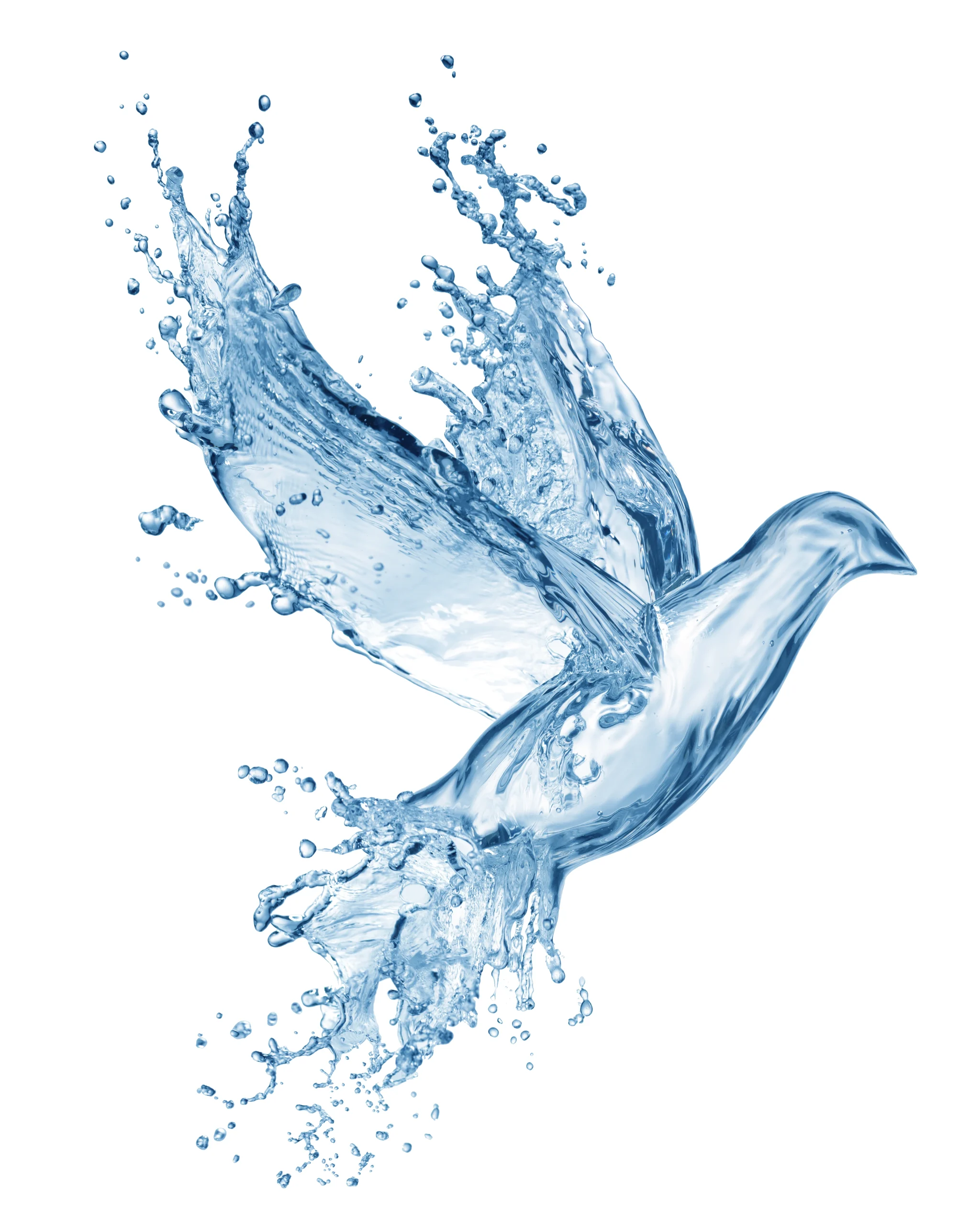 Bird water